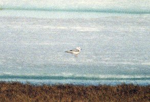 Gull, Ross's, Deadhorse, AK, 1999-06, B07P45I01a